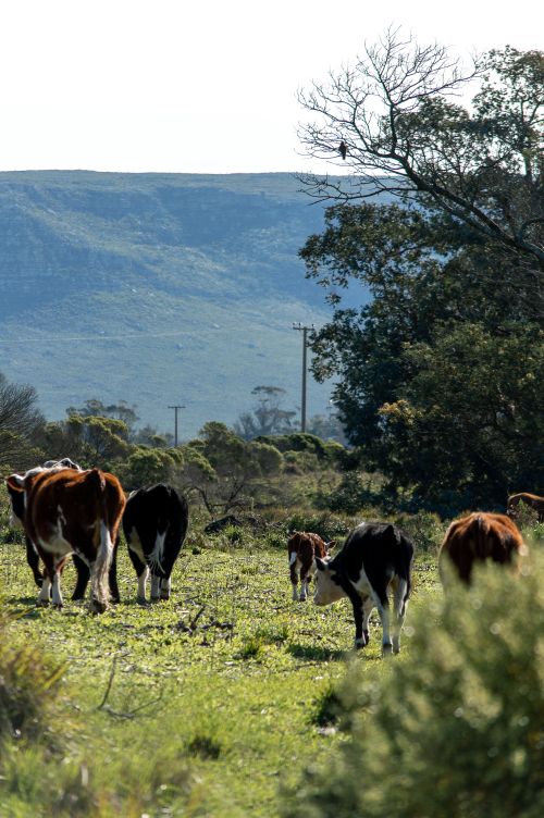 Free Cows grazing in a sunny rural field in Balcarce, Argentina, with hills in the background. Stock Photo