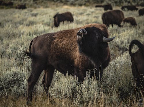 Kostnadsfri bild av bison, djurfotografi, gräs