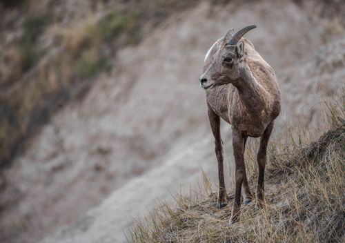 Free A big horn sheep standing in its natural habitat with a rocky background. Stock Photo