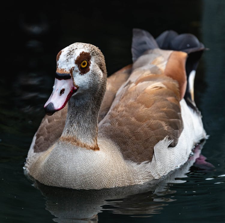 Egyptian Goose