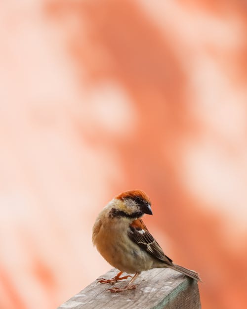 Close-up of a Russet Sparrow 