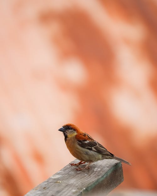 Close-Up Shot of a Sparrow 