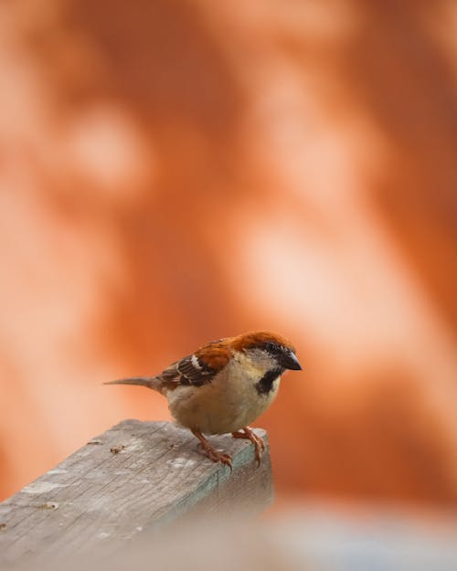 Foto profissional grátis de fotografia de aves, fundo desfocado, pardal de árvore euro-asiática