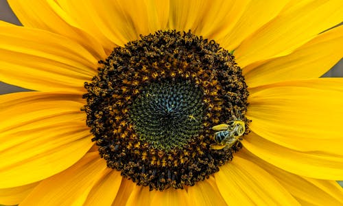 Ilmainen kuvapankkikuva tunnisteilla auringonkukka, hyönteinen, keltainen