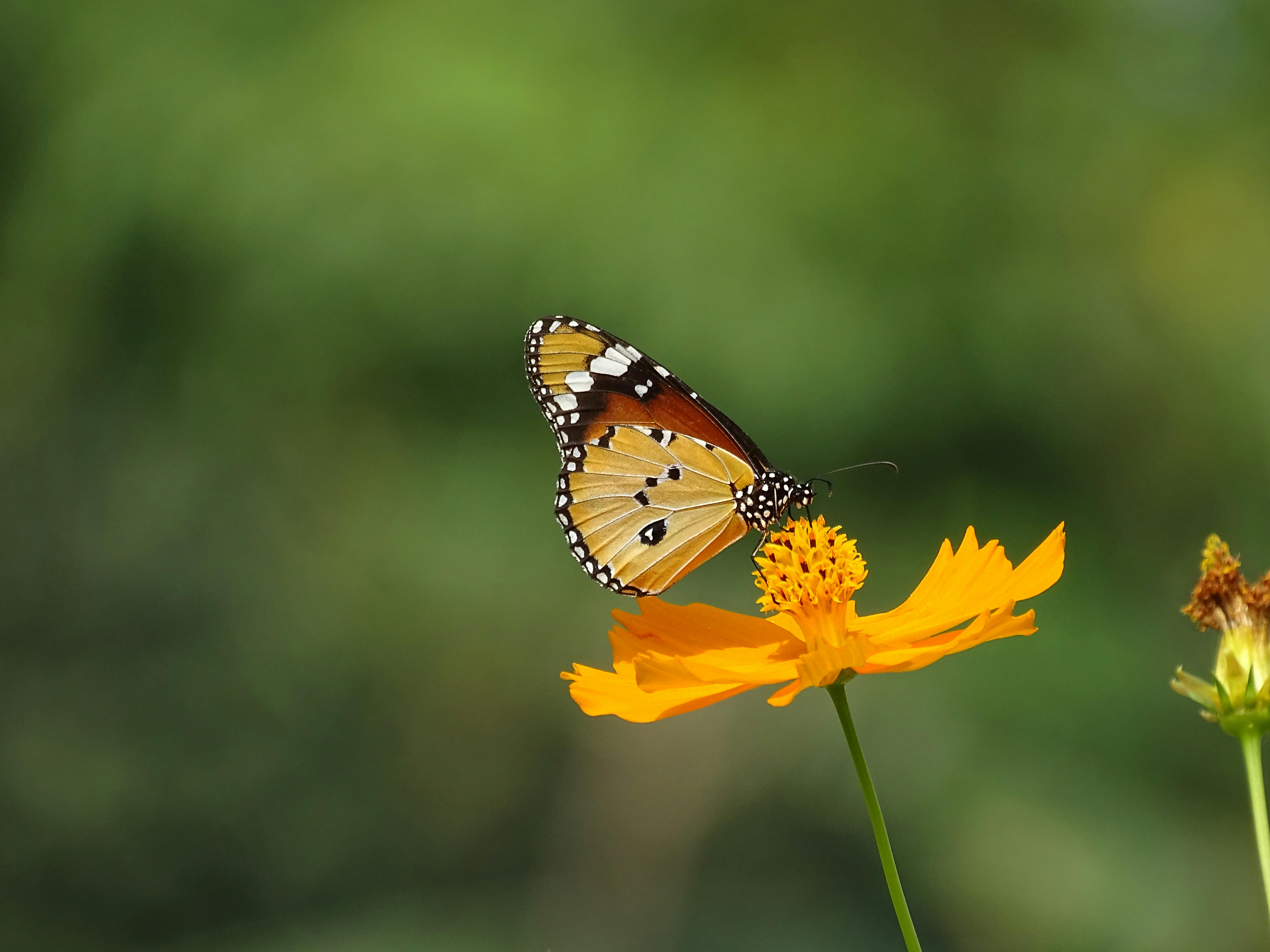 Macro Photography Of Spicebush Swallowtail Butterfly · Free Stock Photo