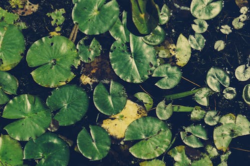 Základová fotografie zdarma na téma leknín, listy, plovoucí