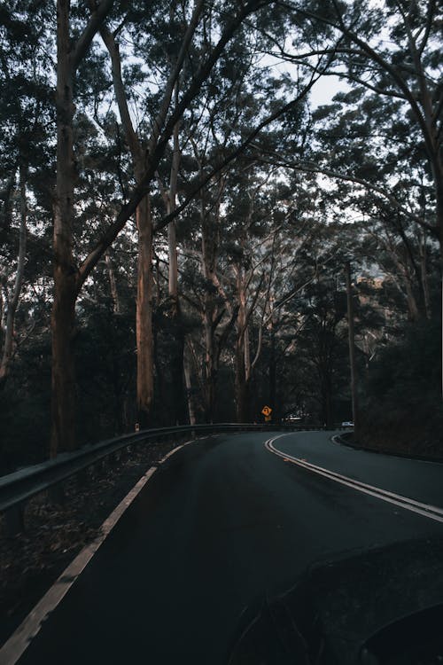 Photos gratuites de arbres, autoroute, forêt