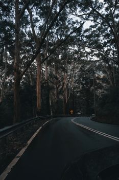 Serene winding road through a dense forest in Sydney, NSW, Australia at dusk.