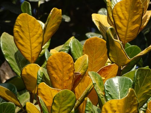 Free stock photo of leaf, yellow Stock Photo