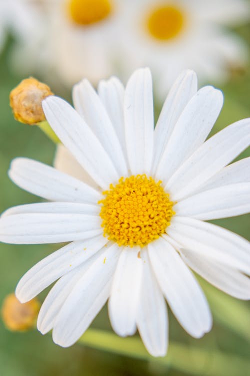 Foto stok gratis alam, barberton daisy, bunga aster