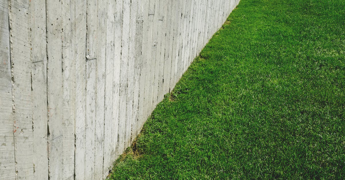 Watering lawn grass for lawn care tips