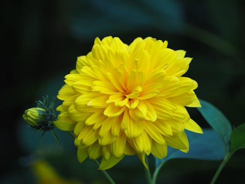 Close Up Photo of a Yellow Chrysanthemum