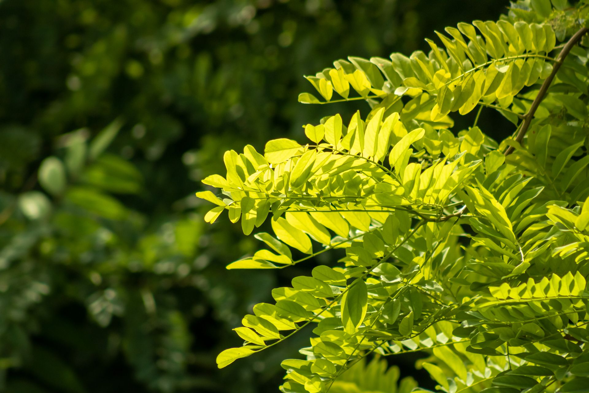 Vibrant close-up of fresh honey locust leaves in natural sunlight.
