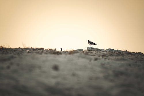 Seagulls at Sunset