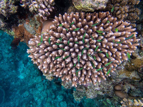 Green and Brown Coral Reef