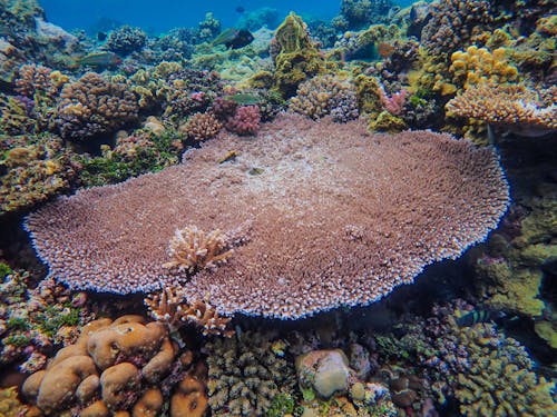 Brown Coral Reef Under Water