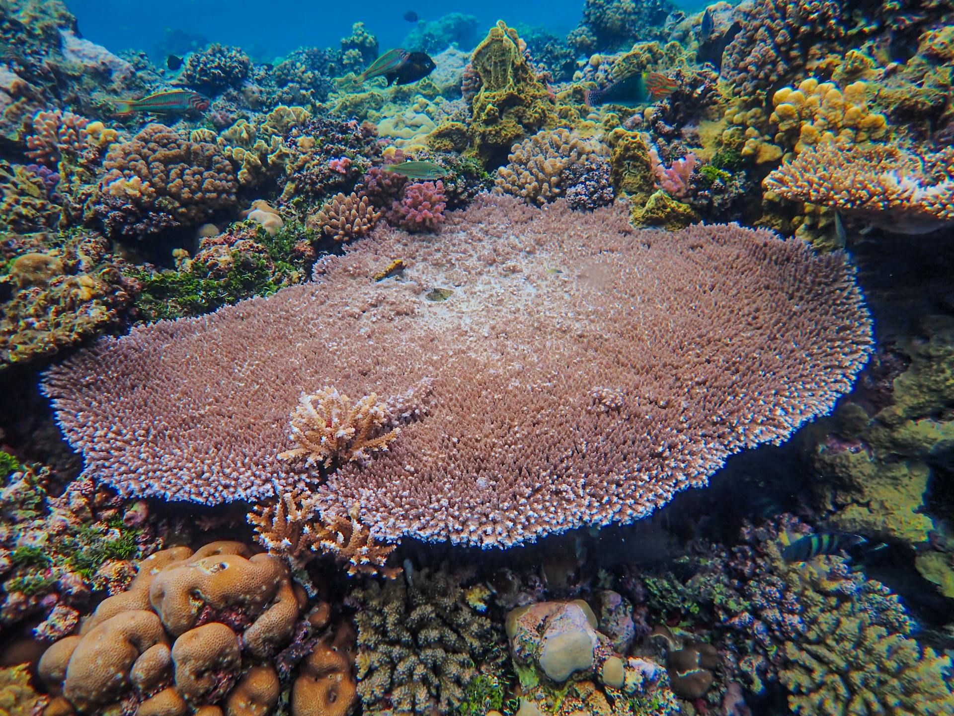 Colorful coral reef ecosystem teeming with marine life in an underwater scene.