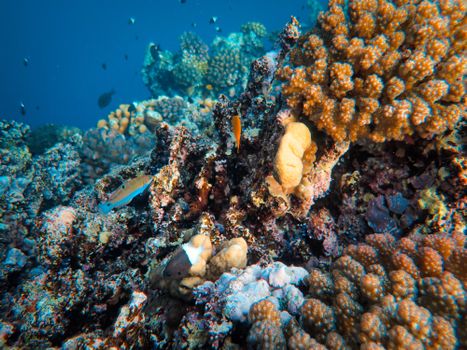 A colorful coral reef scene with diverse marine life, showcasing vibrant underwater beauty.