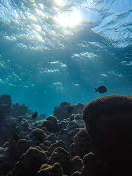 Beautiful underwater scene showcasing vibrant coral reefs and marine life. Perfect for ocean lovers.