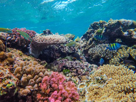 Dive into a colorful underwater world with thriving coral reefs and diverse marine life.