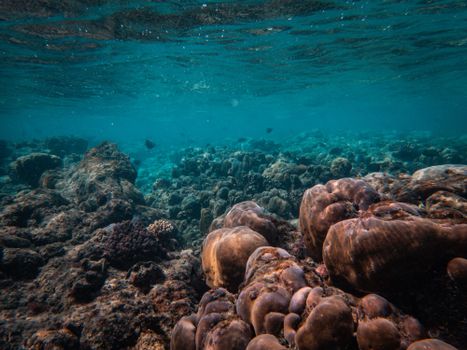 Explore the diverse coral reef ecosystem thriving beneath the ocean's surface.