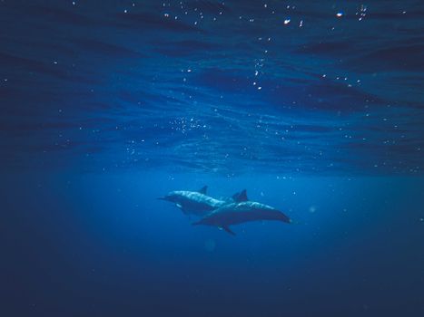 Two dolphins gracefully swimming in deep blue ocean waters, showcasing serene marine life.
