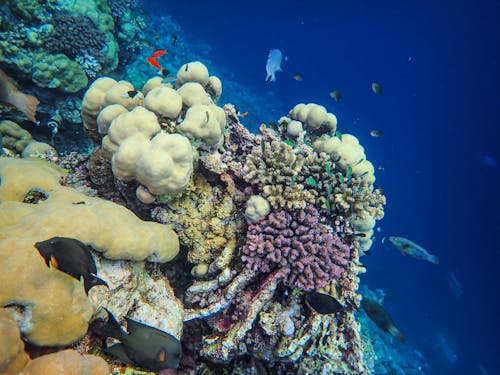 คลังภาพถ่ายฟรี ของ ชีวิตทางทะเล, ทะเล, ปะการัง