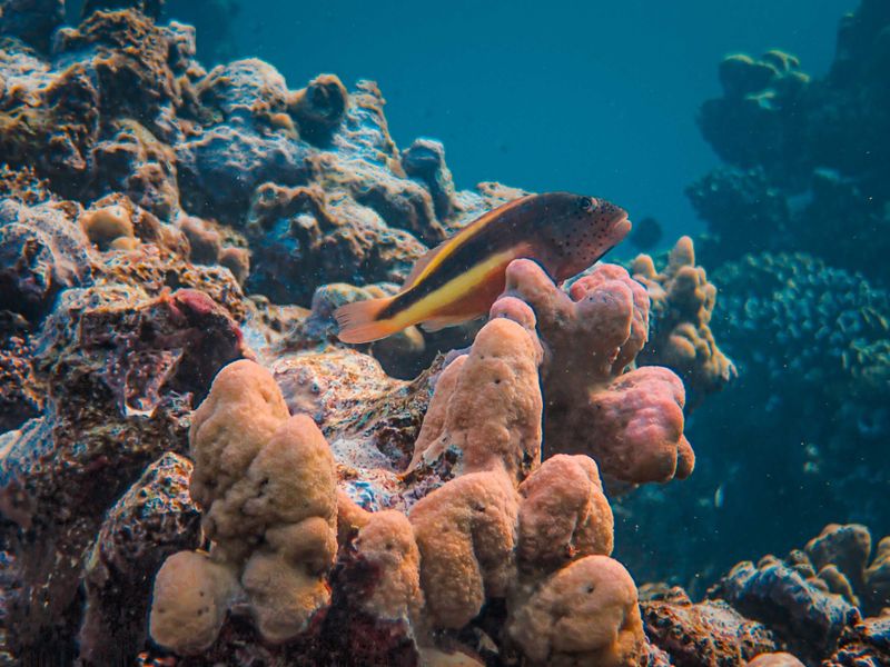Vivid blackside hawkfish resting on a coral in the tropical ocean, showcasing exotic marine life.