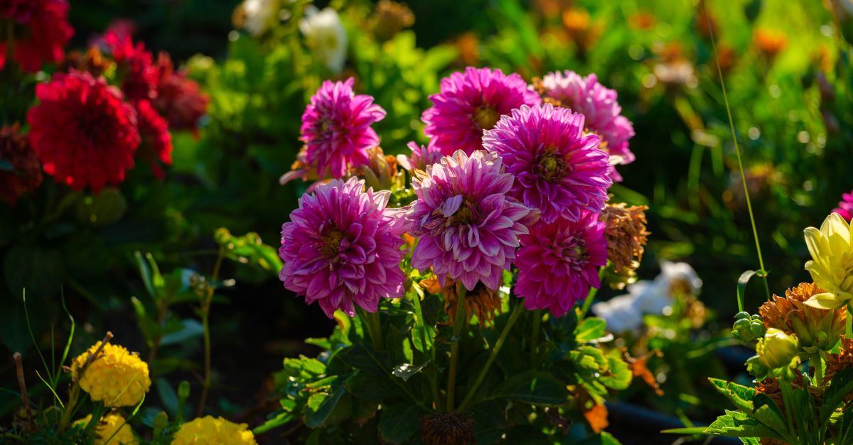 Consejos esenciales para mantener un jardín saludable