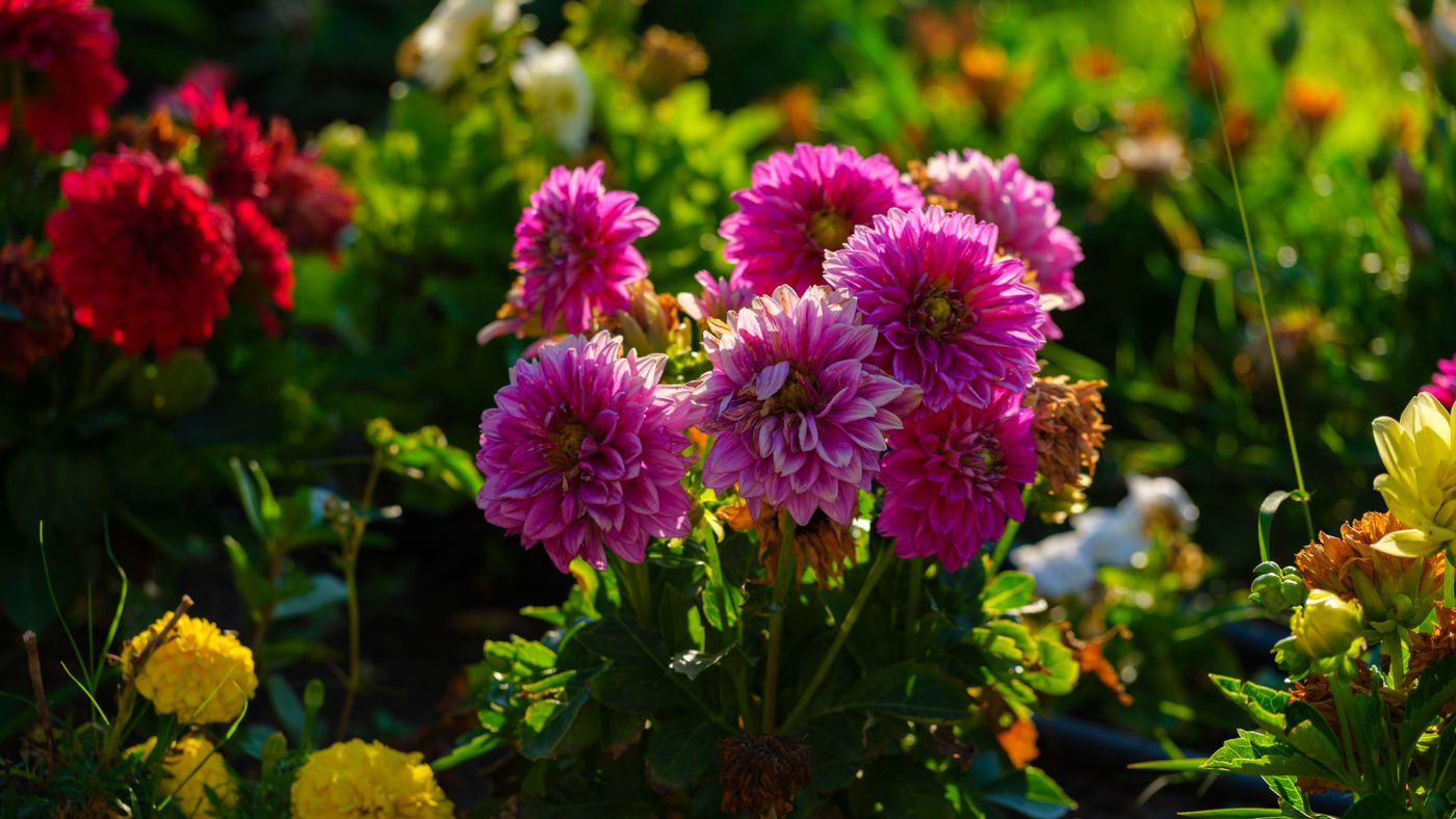 Keeping a Flower Garden Blooming All Season Without Babying It