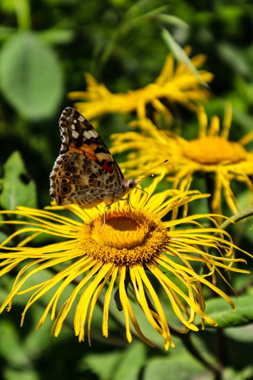 Brown Butterfly Perched on Yellow Flower