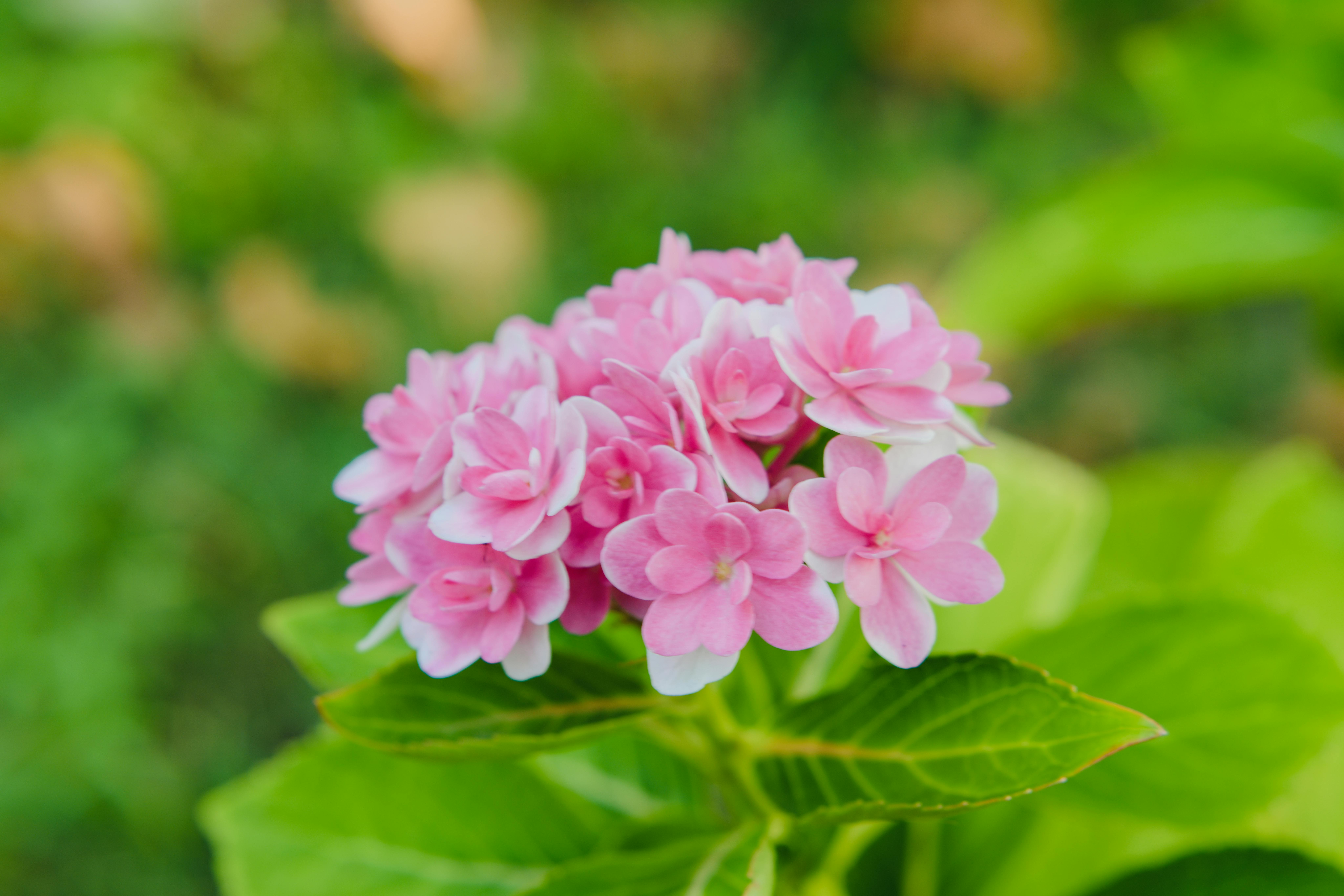 Image of Close up of peegee pink hydrangea flower