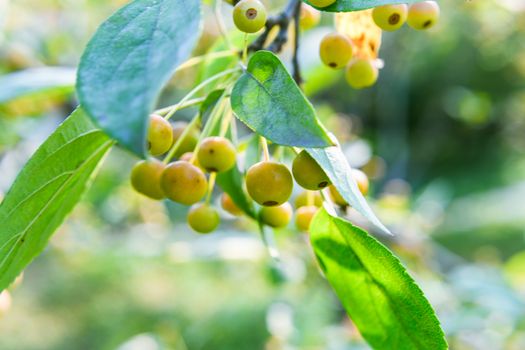 Green Round Fruits in Close Up Photography