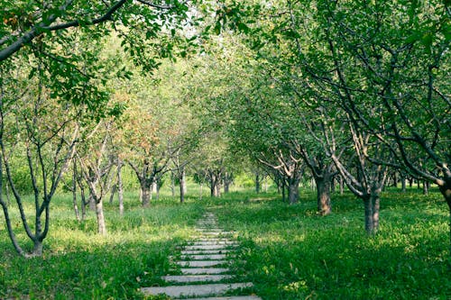 Paved Walkway between Trees