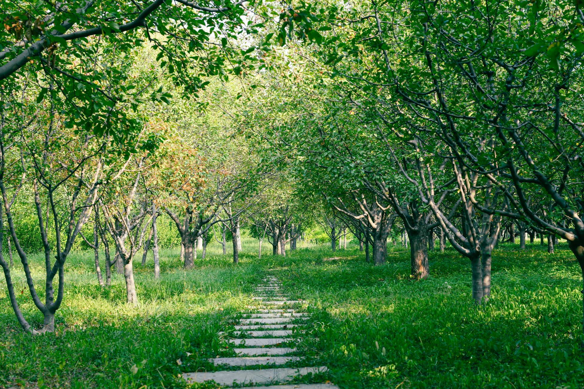 Groengids Bert Knaap in 170 jaar oude stadstuin Trompenburg Arboretum