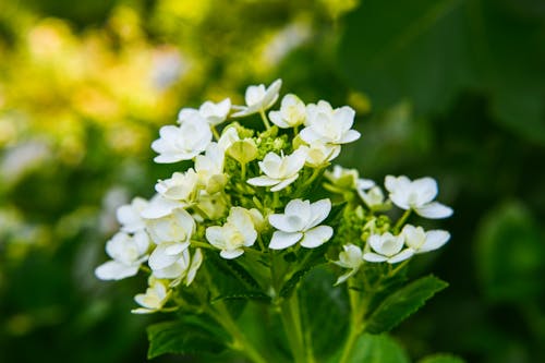 Close Up Photo of White Flowers with Green Leaves