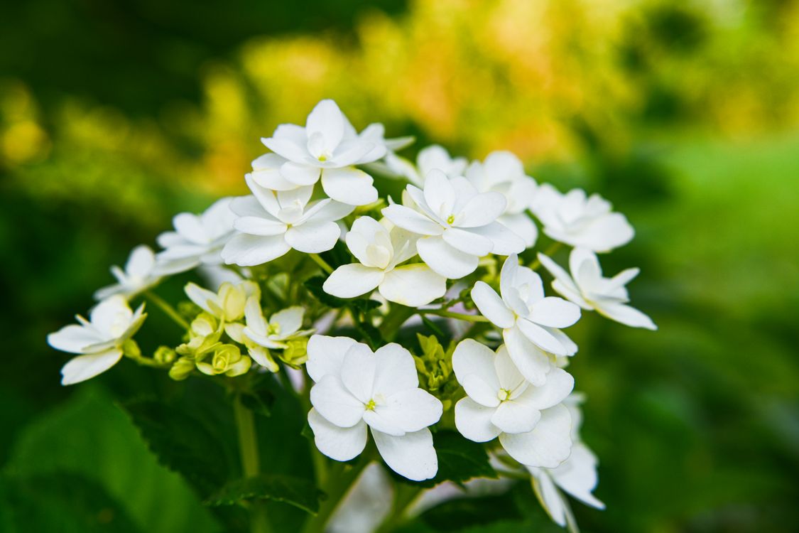 Close Up Photo of White Flowers · Free Stock Photo