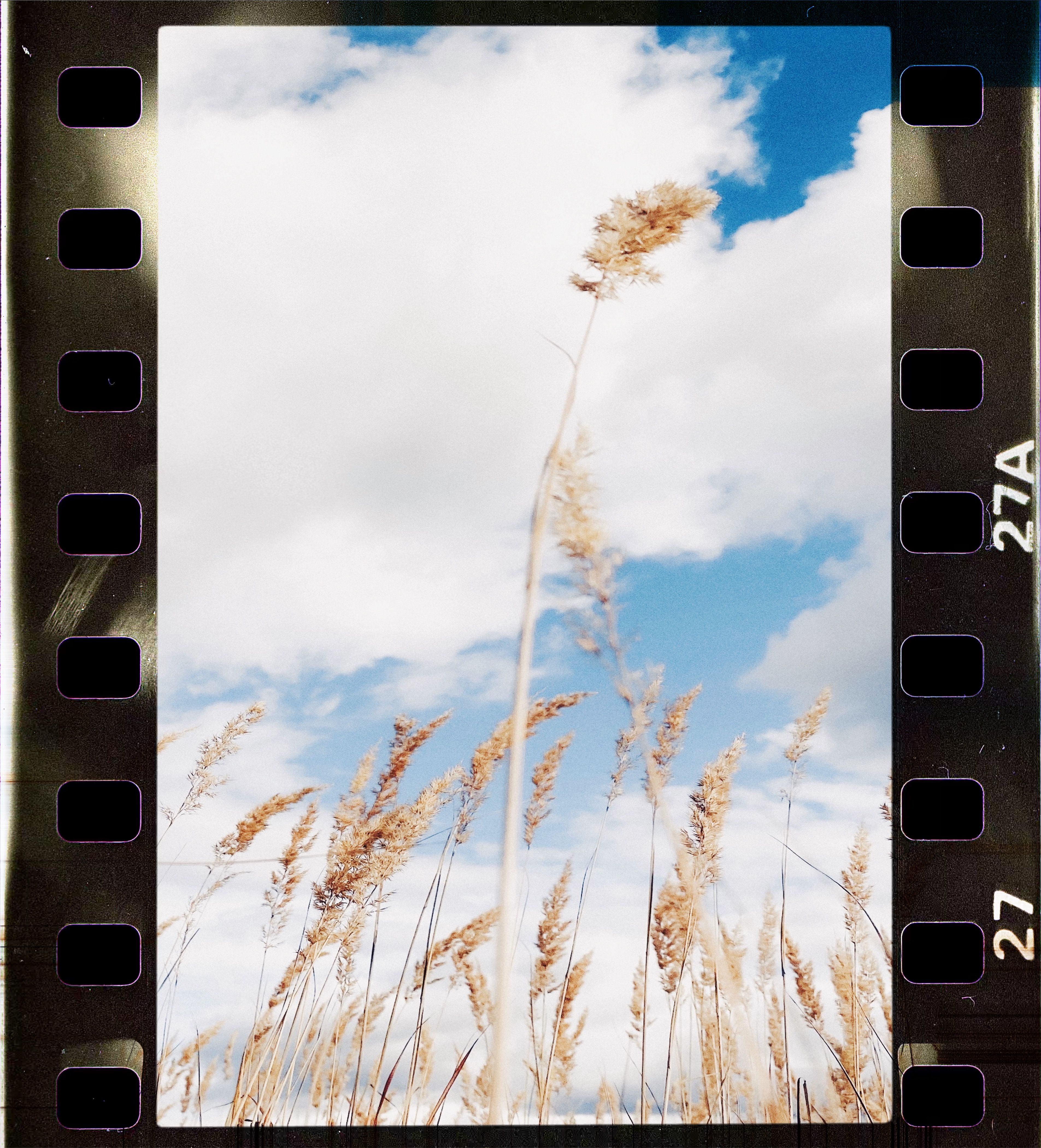 Artistic film photo of pampas grass against a bright sky, displaying analog aesthetic.