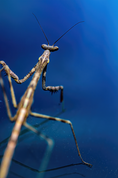 Free Extreme close-up of a praying mantis against a vibrant blue background, showcasing intricate details. Stock Photo