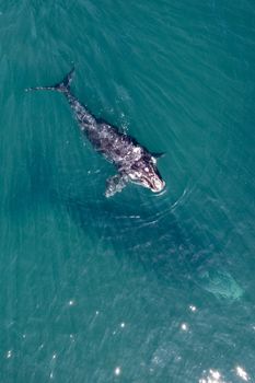 whale photo