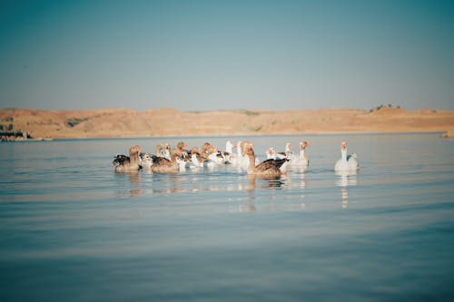 Flock of Waterfowl on Water