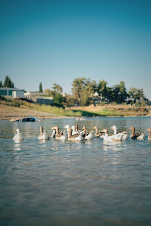 Wild Ducks on the Lake