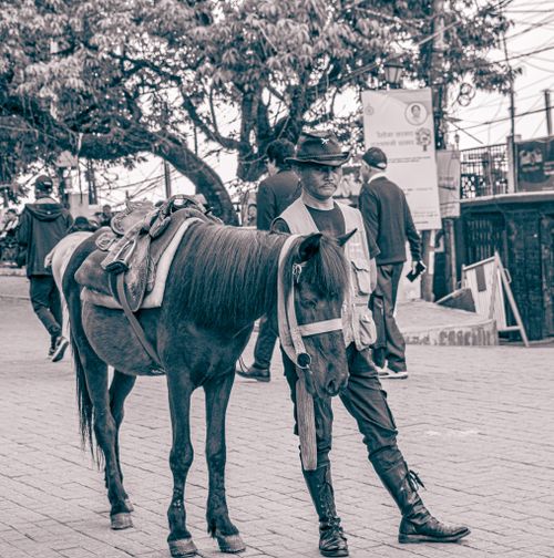 Free A man with a horse in a street scene in Darjeeling, India. Stock Photo