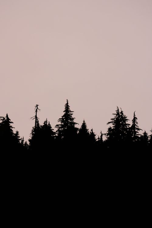 Free Tall trees silhouetted against a dusky sky, creating a calm and serene atmosphere. Stock Photo
