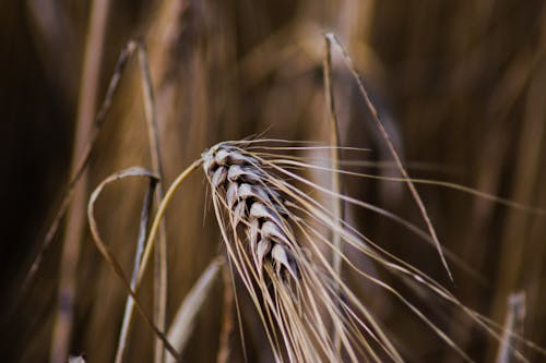 Gratis stockfoto met detailopname, geel, gerstveld