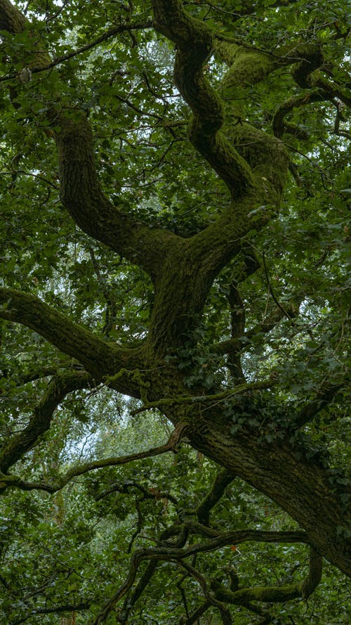 Foto d'estoc gratuïta de arbre, bagul, branca