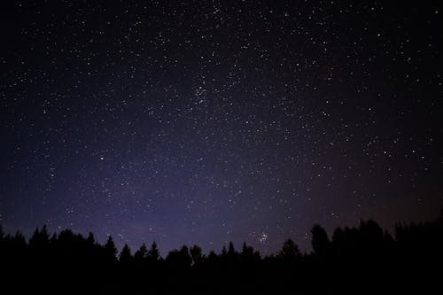 免费 繁星之夜下的树木剪影 素材图片