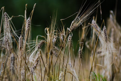 Foto d'estoc gratuïta de agricultura, camps de cultiu, collita