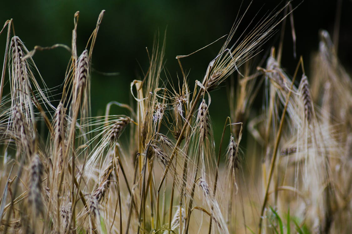 Селективный фокус фото поданной пшеницы