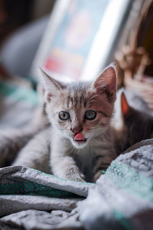 Free Close-up of a cute kitten licking its lips while sitting indoors, perfect for pet themes. Stock Photo